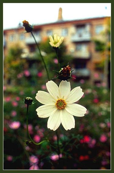 photo "Flower" tags: nature, architecture, landscape, flowers