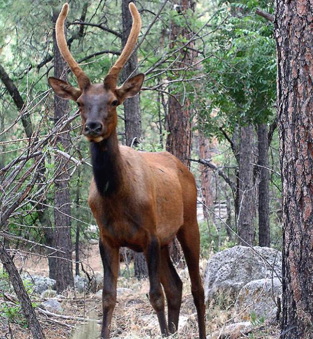 photo "A Young Bull Elk" tags: nature, wild animals