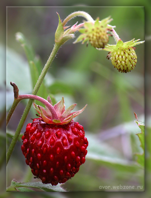 photo "Yum!:)" tags: nature, macro and close-up, flowers