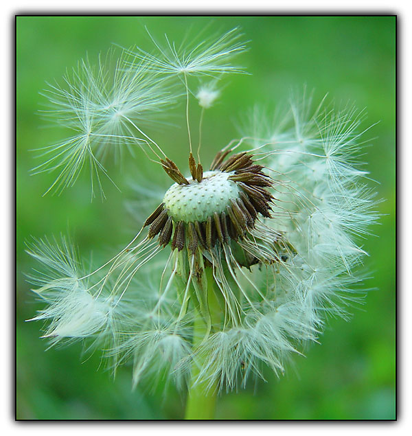 фото "Dandilion" метки: природа, макро и крупный план, цветы