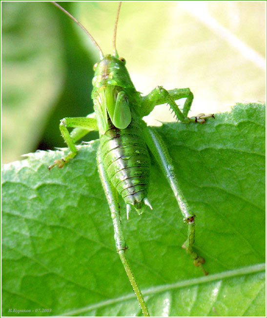 photo "Curious:)" tags: humor, macro and close-up, 