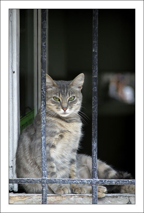 фото "Почти человеческий..." метки: природа, архитектура, пейзаж, домашние животные