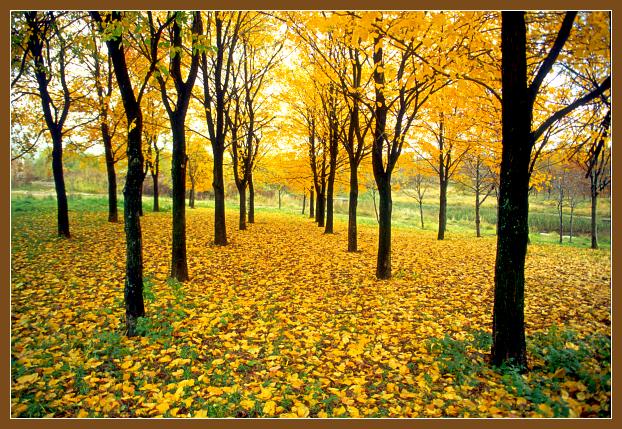фото "Осенний пейзаж" метки: пейзаж, осень