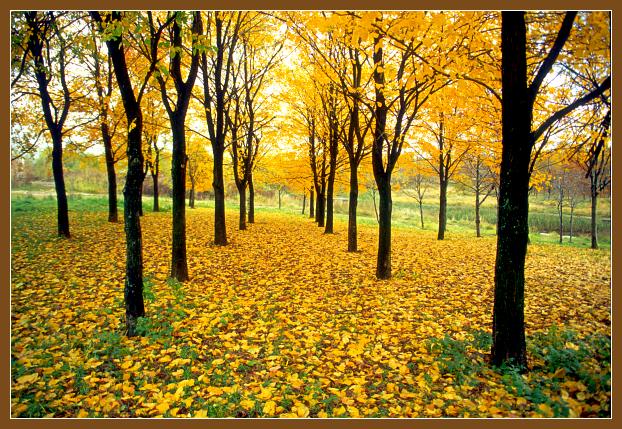 photo "Autumn Landscape" tags: landscape, autumn