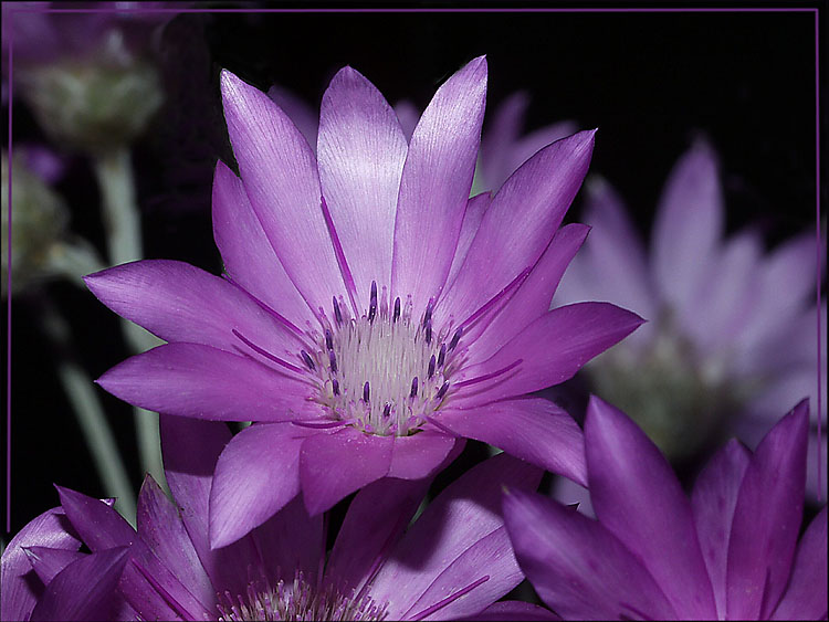 photo "Dead wood" tags: nature, macro and close-up, flowers