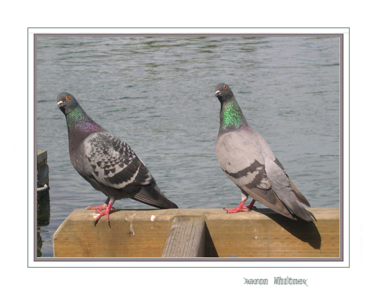 photo "book ends" tags: nature, humor, wild animals