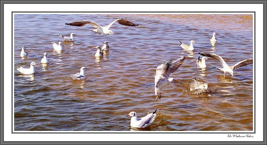 photo "The seagull on the sea." tags: landscape, nature, water