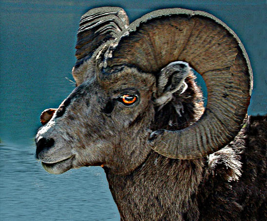 photo "Bighorn" tags: portrait, nature, wild animals