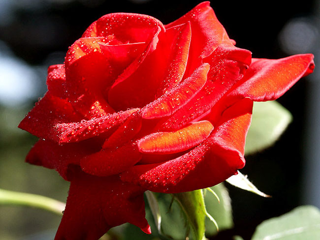 photo "rose" tags: macro and close-up, 