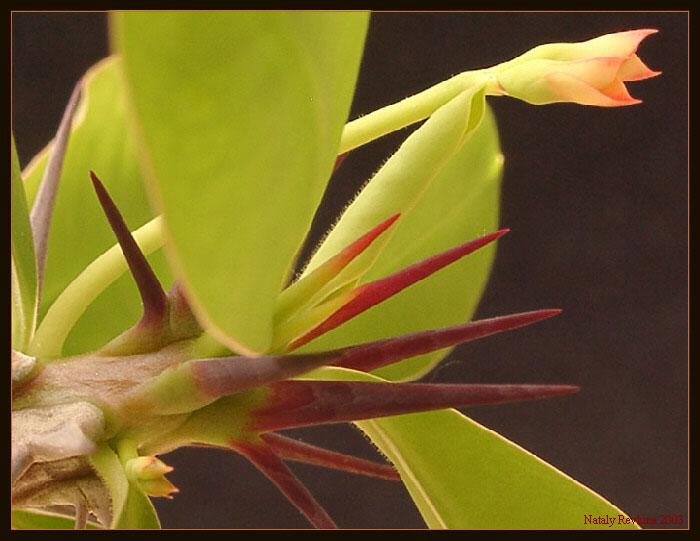 photo "Euphorbia" tags: nature, macro and close-up, flowers