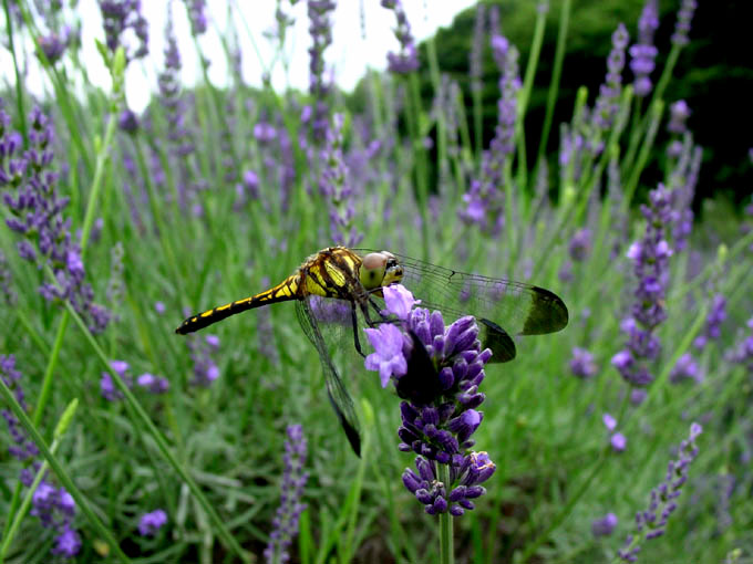 photo "Alone in the flower field" tags: nature, insect