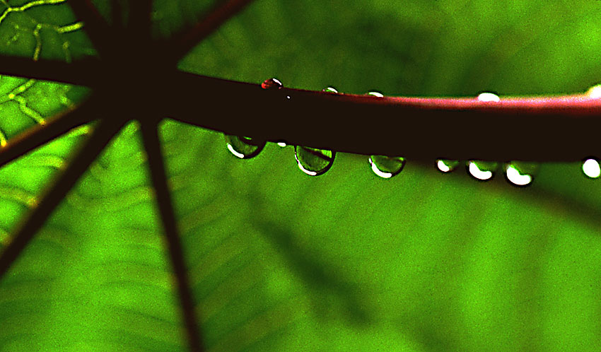 photo "ricin leaf" tags: macro and close-up, 