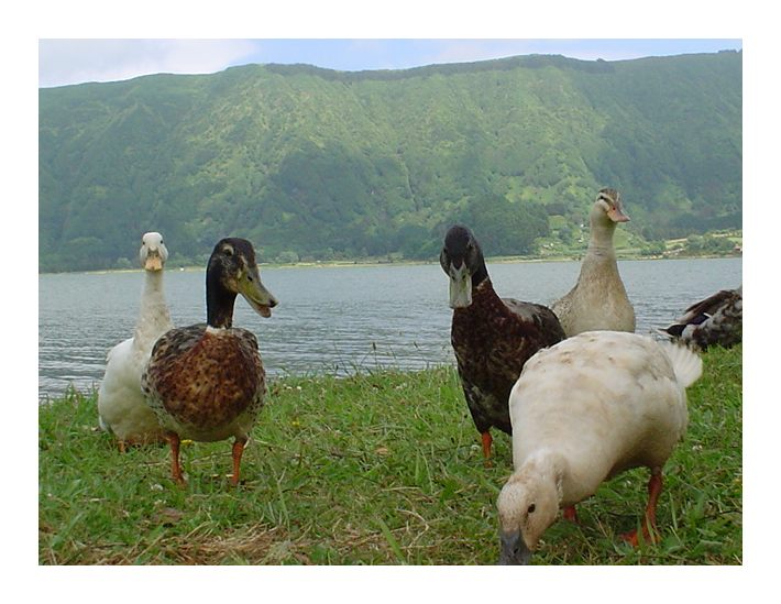 photo "Ducks in Sete Cidades" tags: landscape, nature, pets/farm animals, water