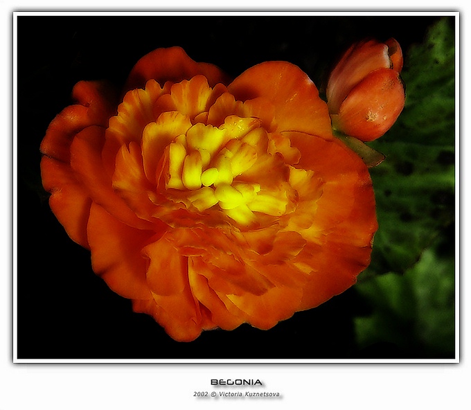 фото "**-**" метки: макро и крупный план, природа, цветы
