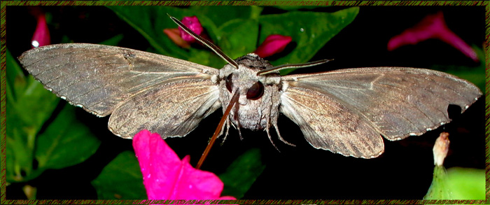 photo "rub change" tags: nature, insect