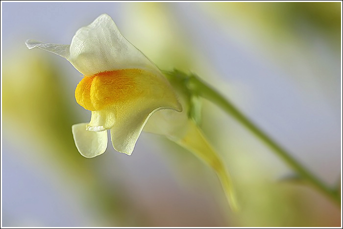 photo "Yellow toadflax" tags: nature, flowers