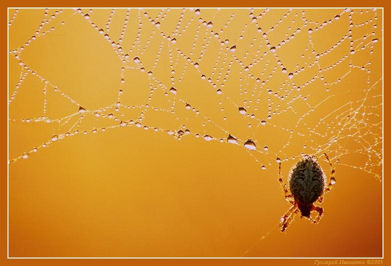 photo "Morning" tags: nature, insect