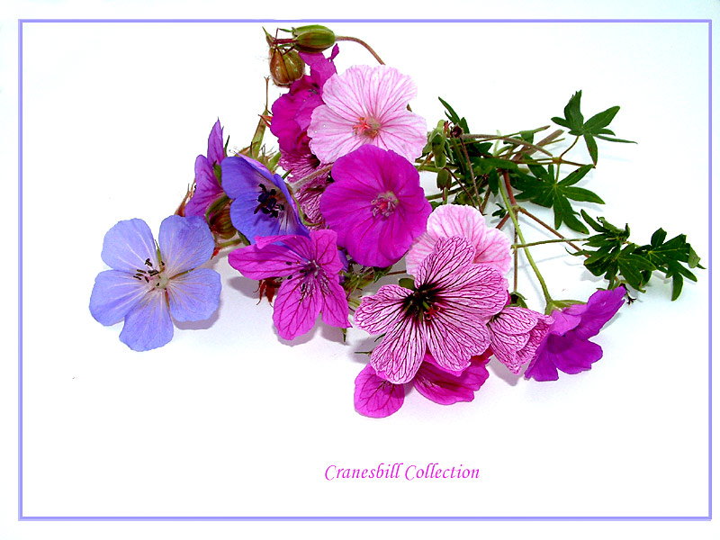 photo "Meadow Cranesbill" tags: macro and close-up, nature, flowers