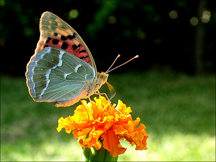 фото "Afternoon beauty" метки: природа, насекомое, цветы