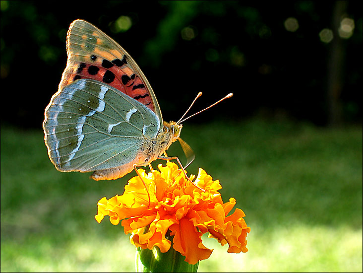 photo "Afternoon beauty" tags: nature, flowers, insect