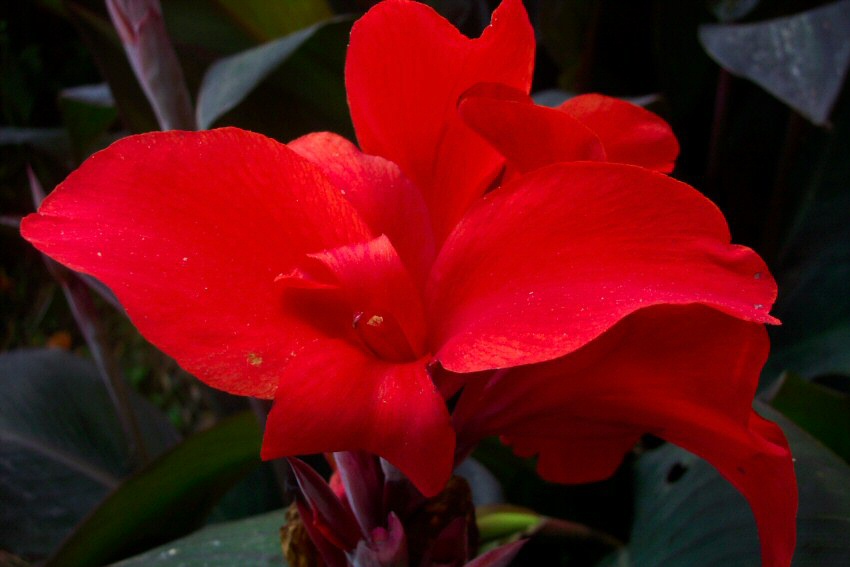photo "simplicity" tags: nature, flowers