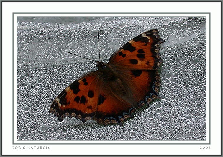 photo "Sitting on drips" tags: macro and close-up, nature, insect