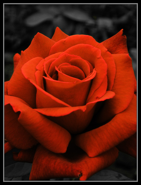 photo "red rose in black" tags: nature, flowers
