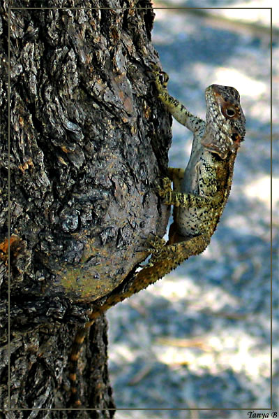 photo "Lizard" tags: nature, wild animals