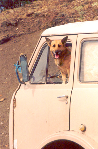 photo "can I give you a lift?" tags: humor, 