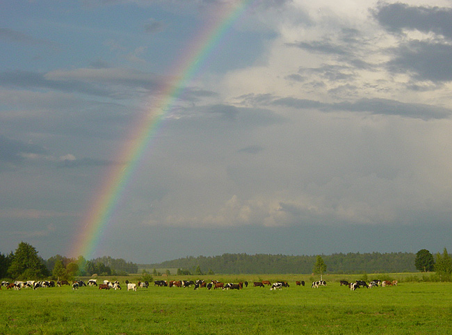 photo "Rainbow and cows" tags: landscape, summer