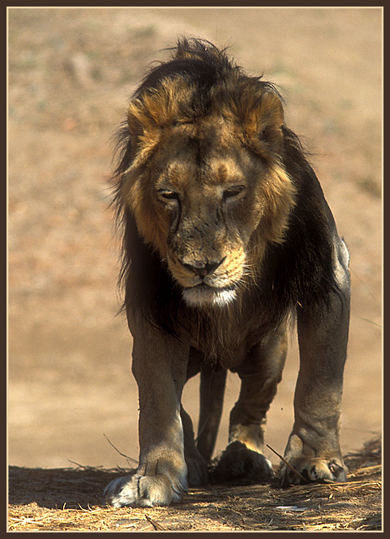 photo "Tired King" tags: nature, wild animals