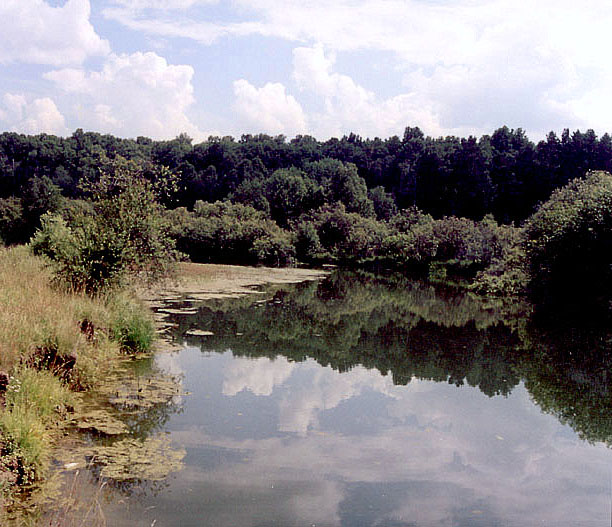 photo "On the River" tags: landscape, forest, water