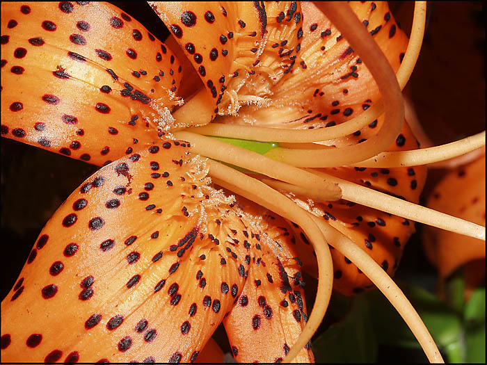 photo "***" tags: nature, macro and close-up, flowers