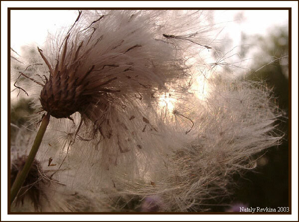 photo "Curl" tags: nature, macro and close-up, flowers