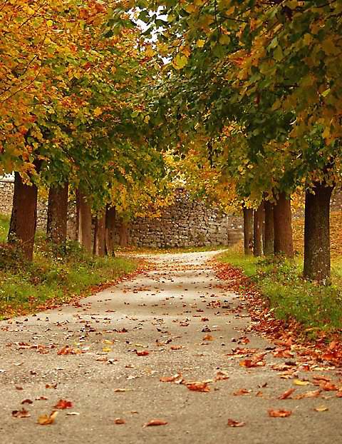 фото "Early Autumn" метки: пейзаж, лес, осень