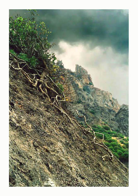 фото "Цепляясь корнями за горную кручу." метки: пейзаж, горы, облака
