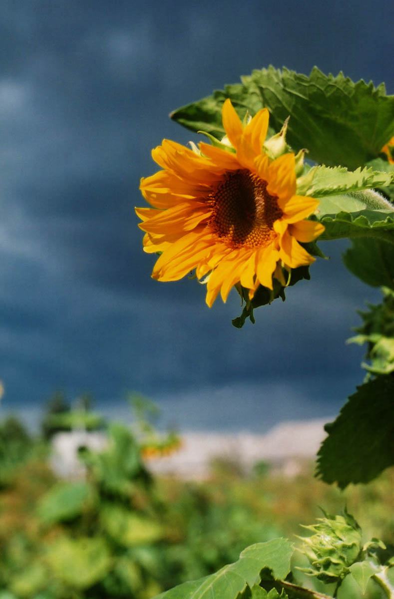 photo "sunflower" tags: nature, flowers