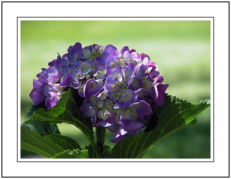 фото "Hortкnsia" метки: природа, цветы