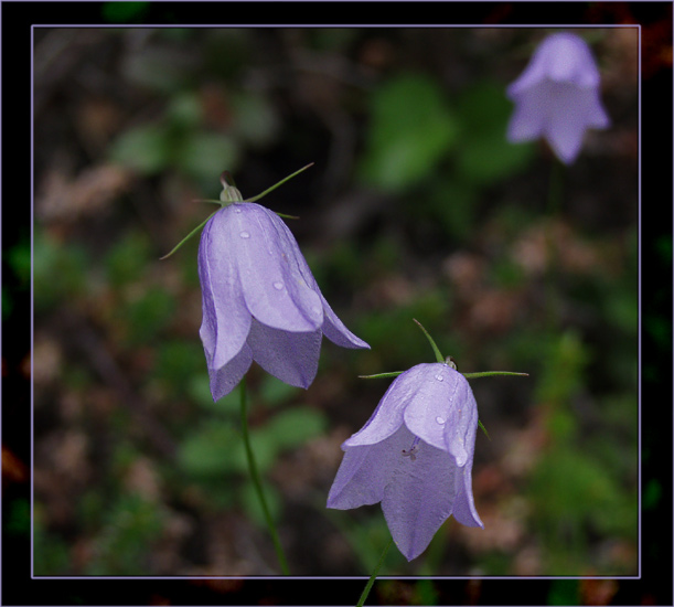 photo "***" tags: nature, still life, flowers