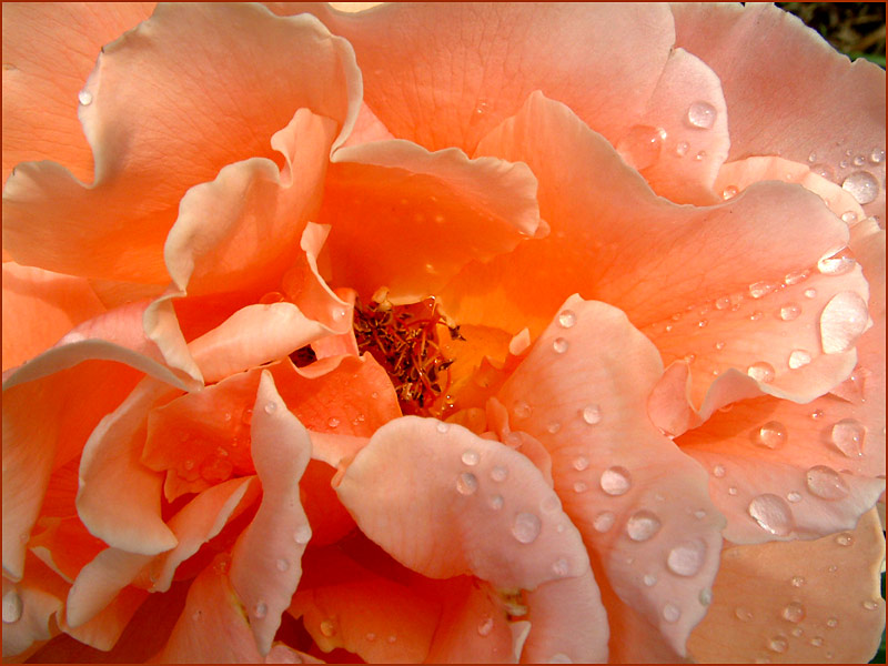 photo "" Only a Rose"" tags: nature, macro and close-up, flowers