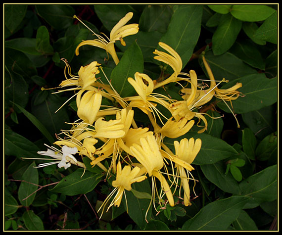 photo "Tangled" tags: nature, macro and close-up, flowers