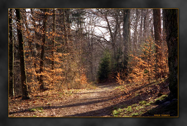 photo "Ловушка для света" tags: landscape, forest, spring