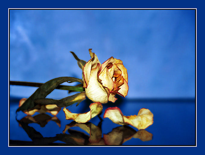 photo "@ Blue" tags: macro and close-up, nature, flowers
