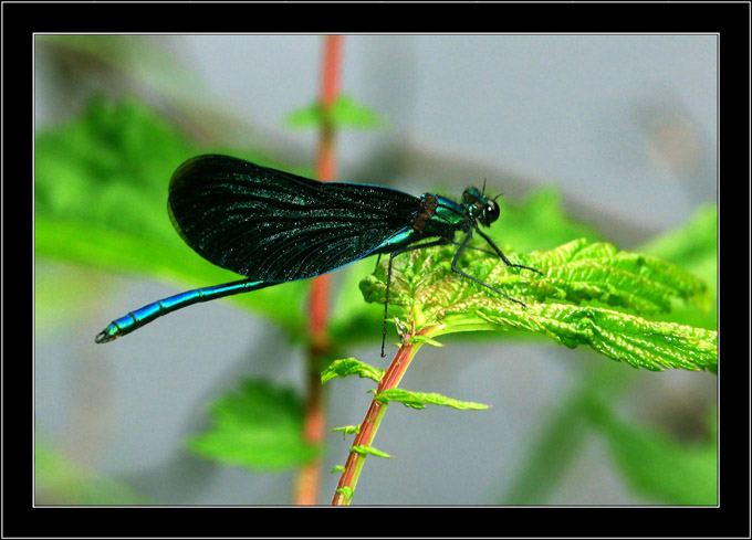 photo "Black Domino" tags: nature, macro and close-up, insect