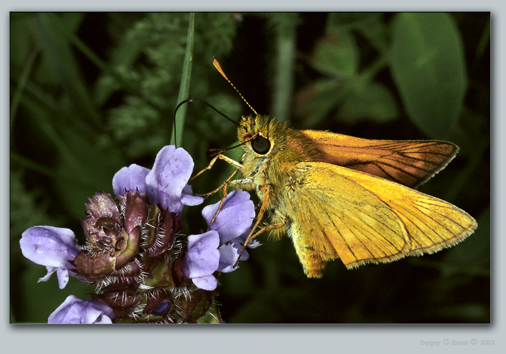 photo "Ochlodes venata" tags: nature, macro and close-up, insect