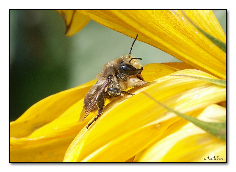фото "Пчелка" метки: макро и крупный план, 