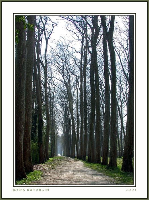 photo "Vernal avenue" tags: landscape, forest, spring