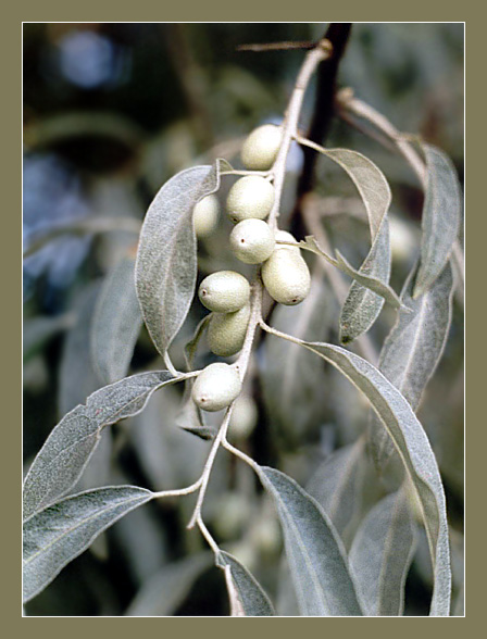 фото "Оливковый цвет" метки: природа, цветы
