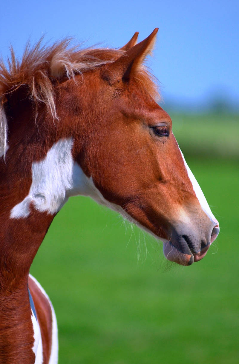 photo "Just a "Horse Portret"" tags: portrait, nature, wild animals