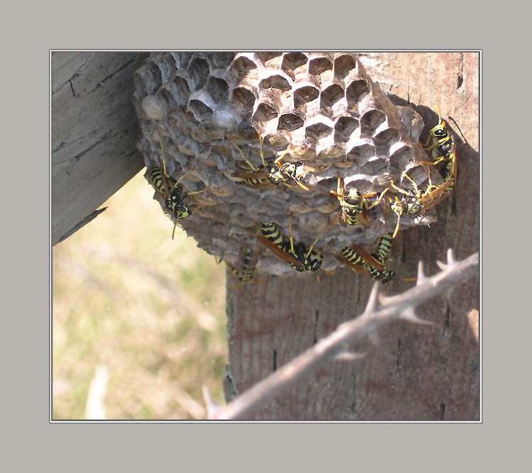 фото "Bee careful" метки: природа, макро и крупный план, насекомое
